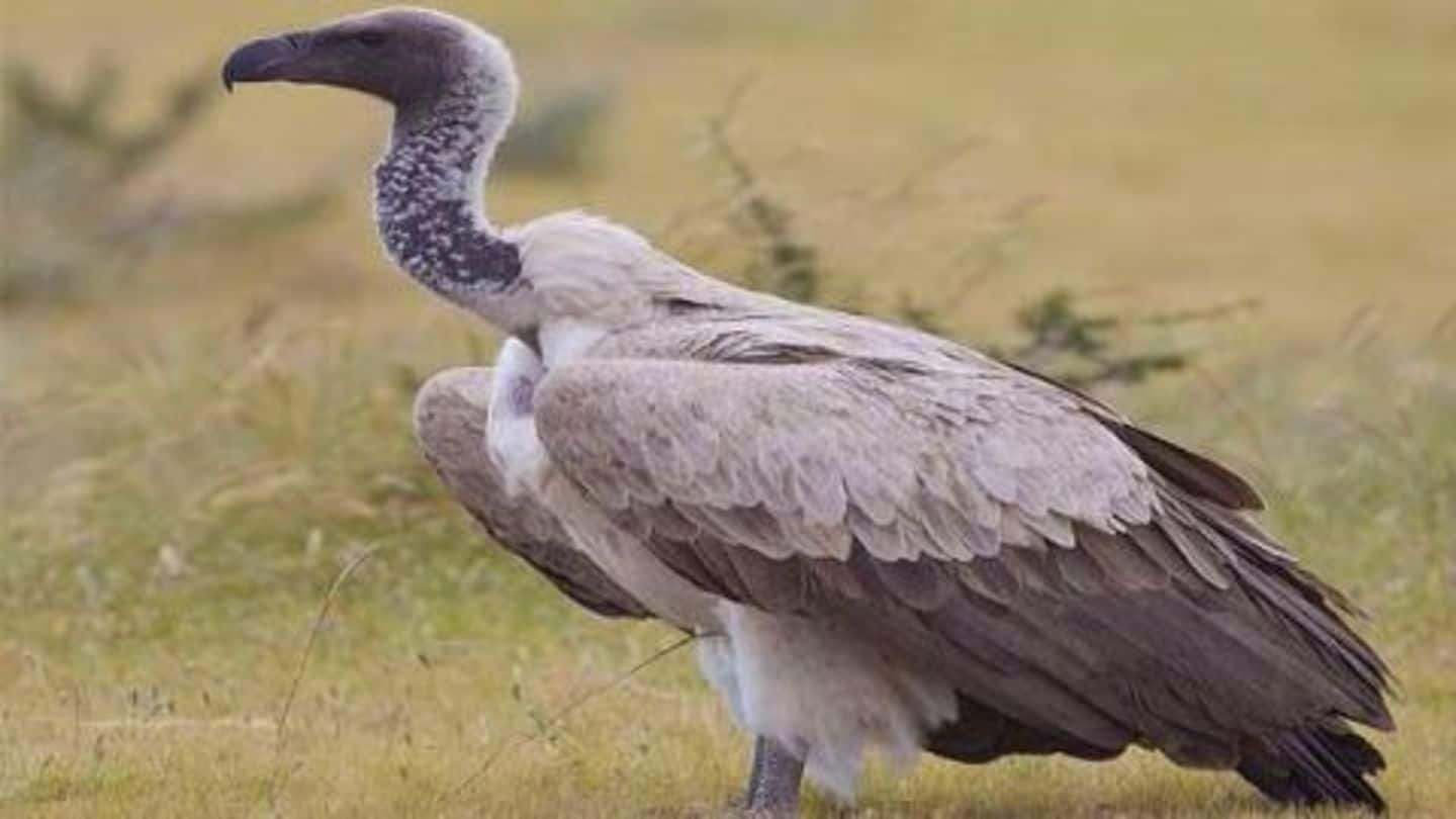 Vulture conservation: Multi-dose vials of diclofenac banned