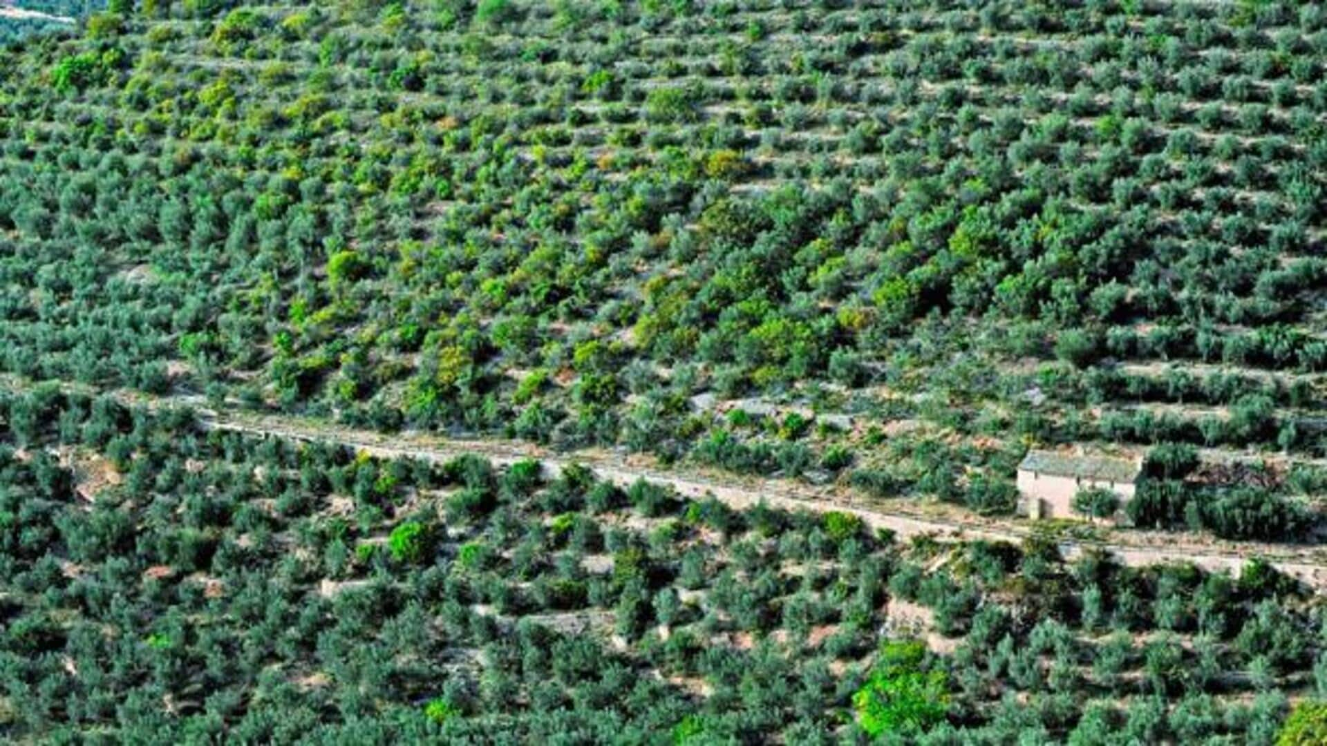 Journey through Puglia's ancient olive groves