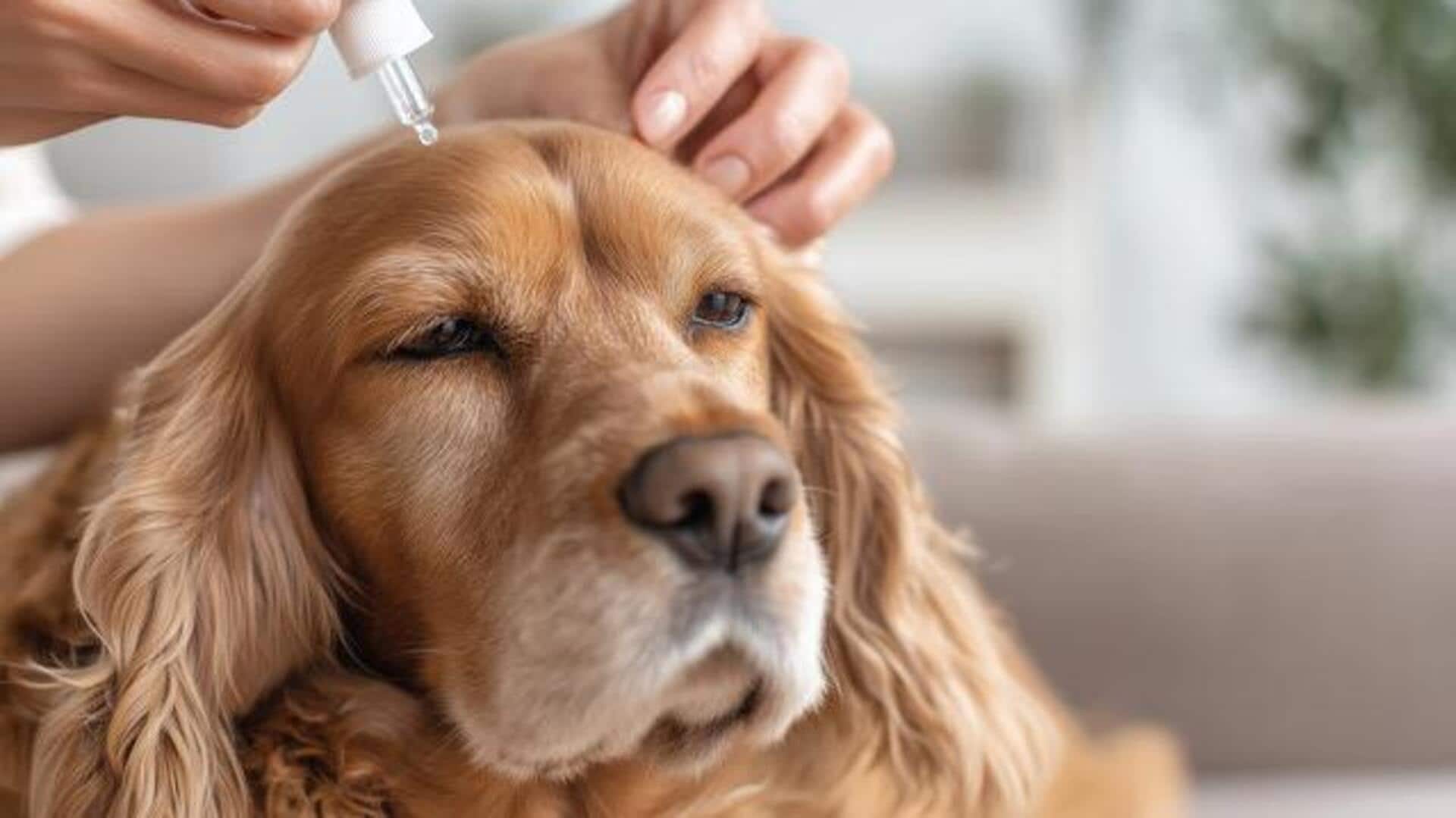 These AI tools can make pet care easier than ever