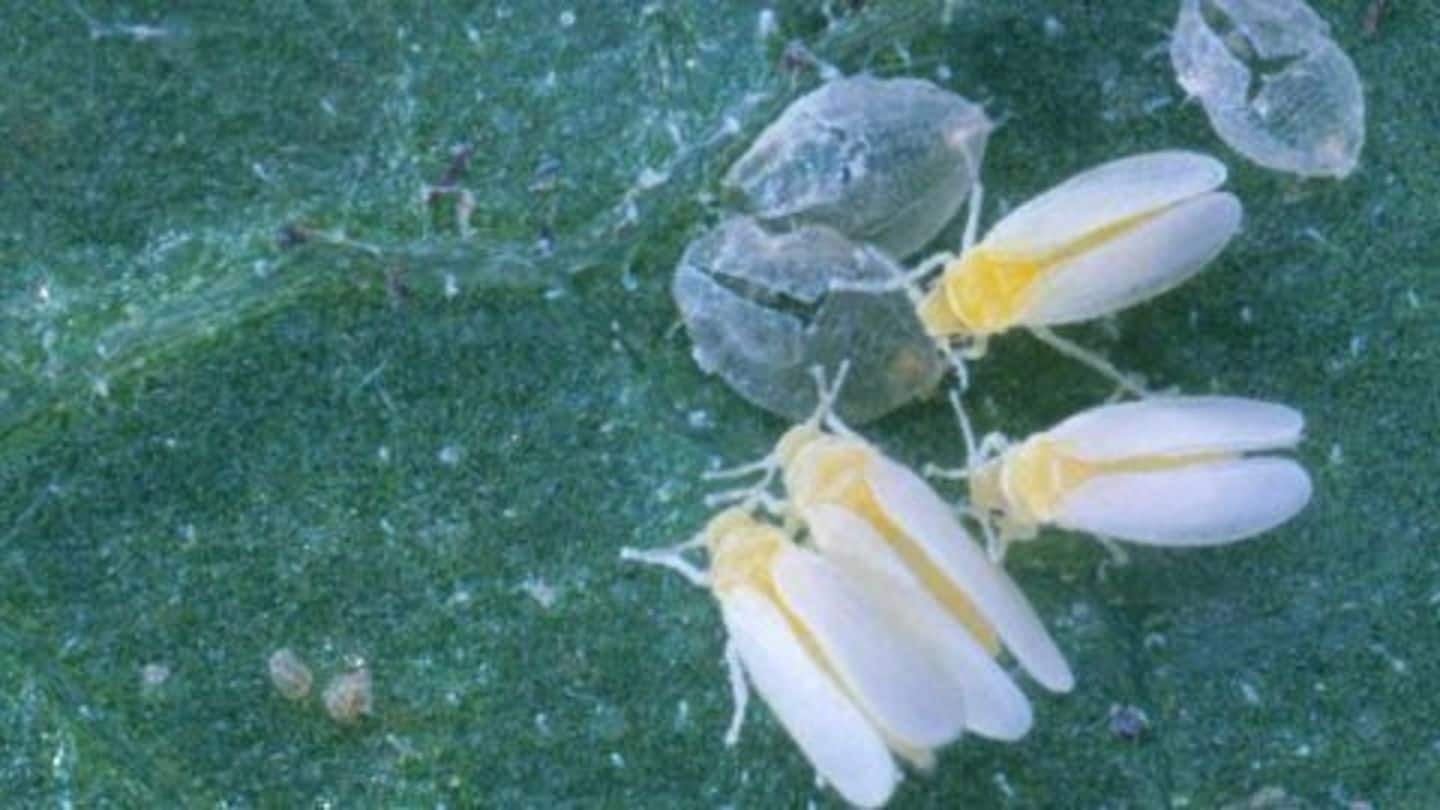 Punjab farmers distressed by whitefly attack