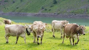 SC refuses beef ban plea hearing in Jammu
