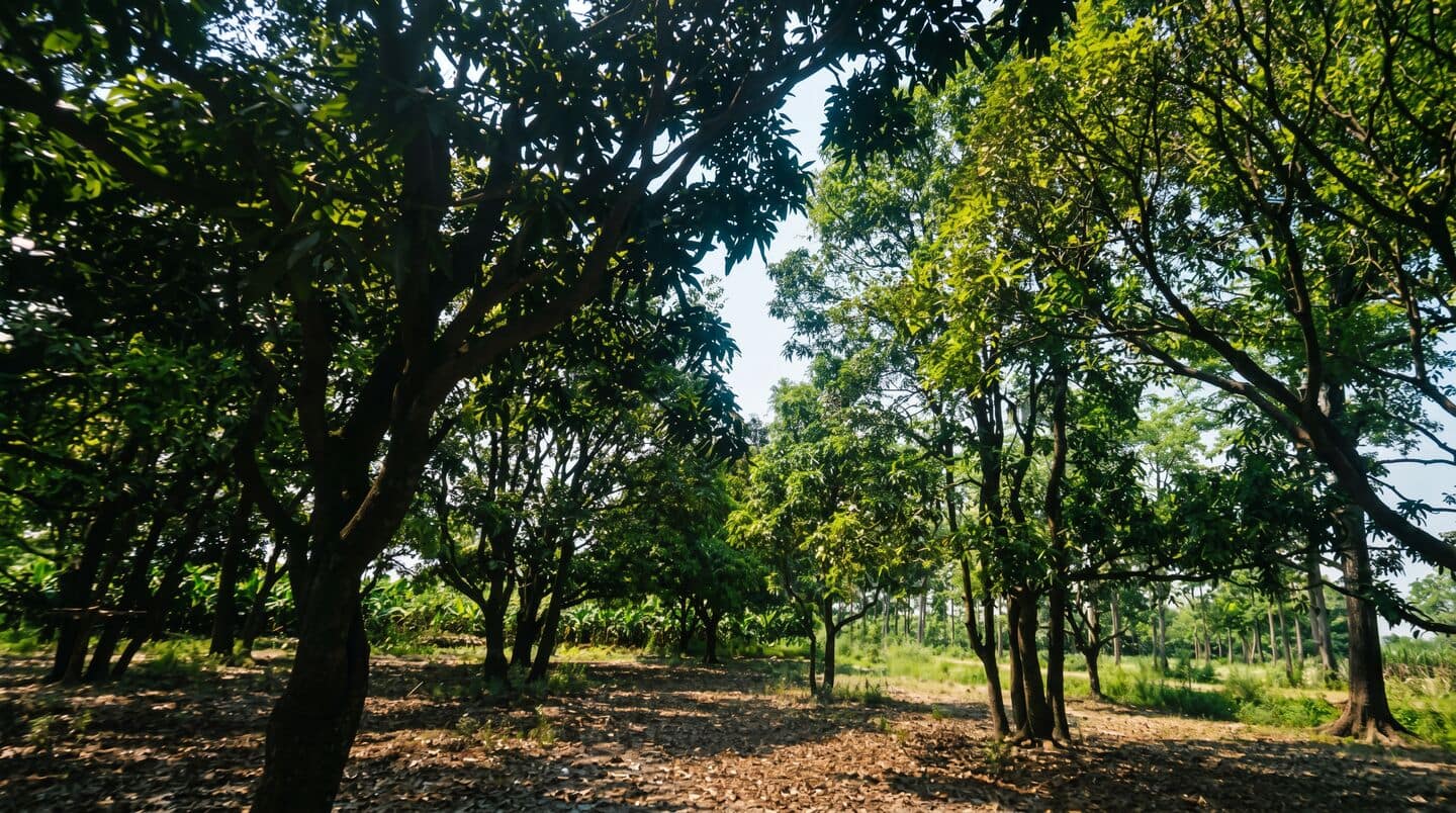 India's mango harvest suffers as heat disrupts pollination, pests rise