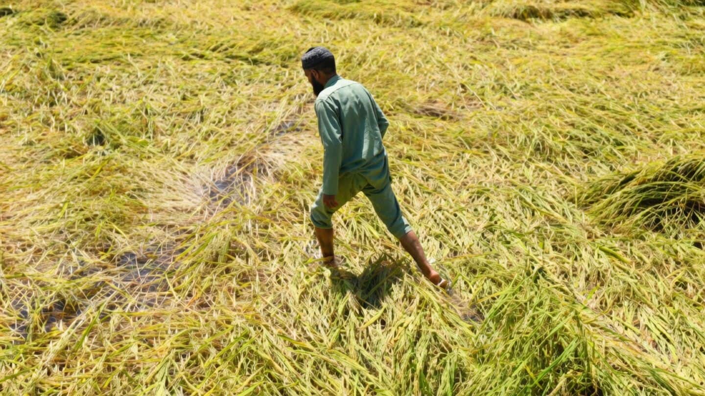 Maharashtra drought damages cotton and soybean, Devendra Fadnavis maps relief