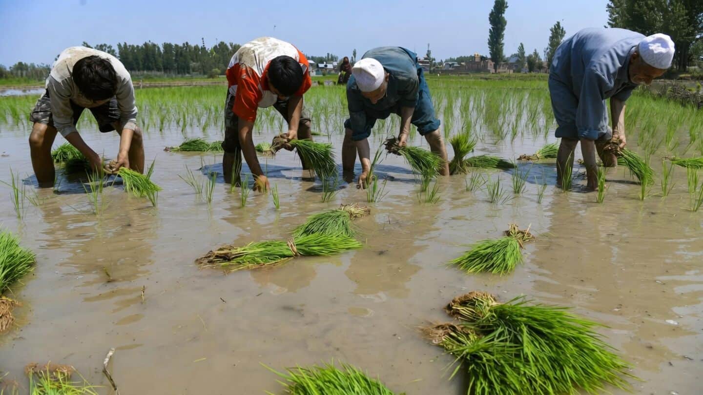 India's kharif sowing down 23% with 42% less rainfall