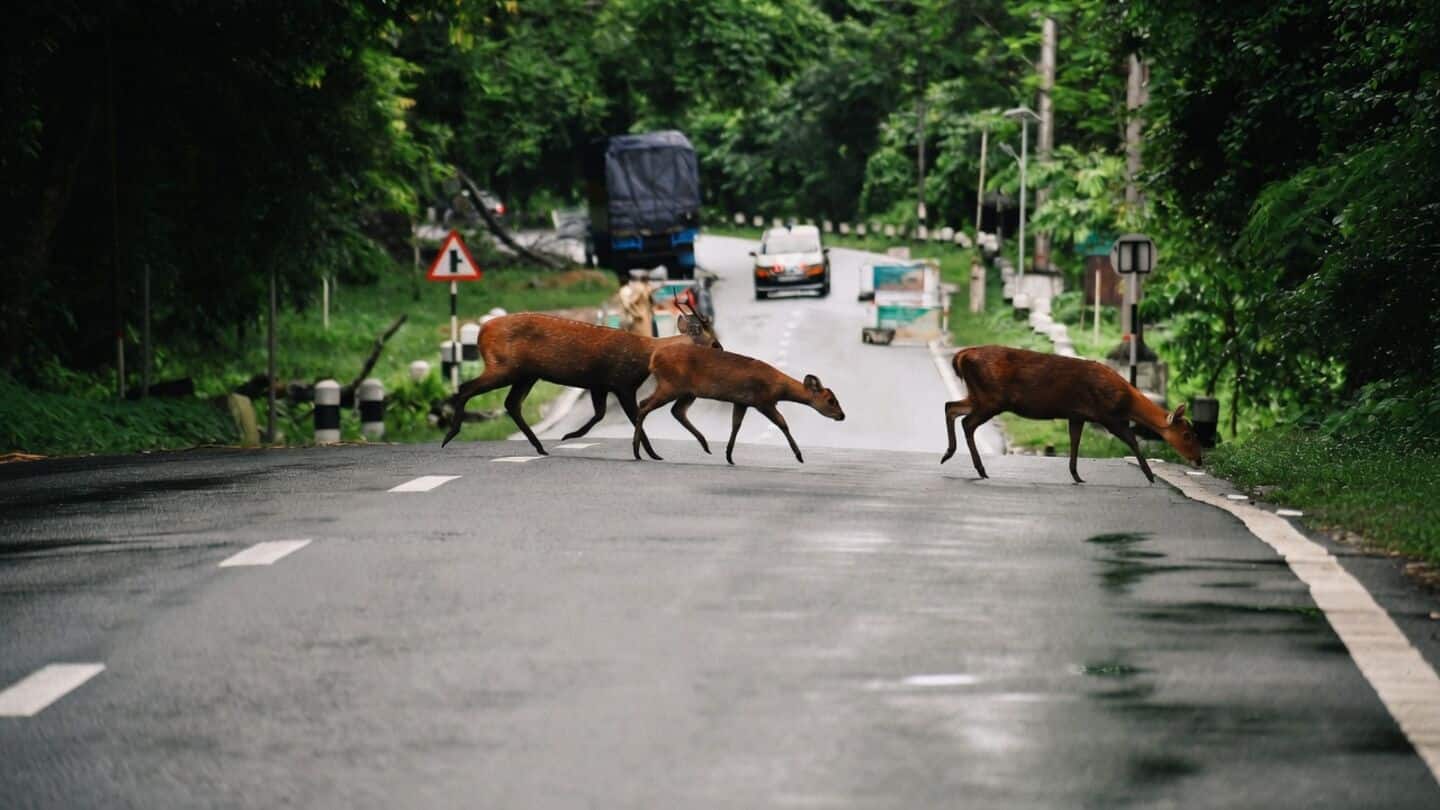 Assam seeks to cut Kaziranga buffer from 10km to 1km