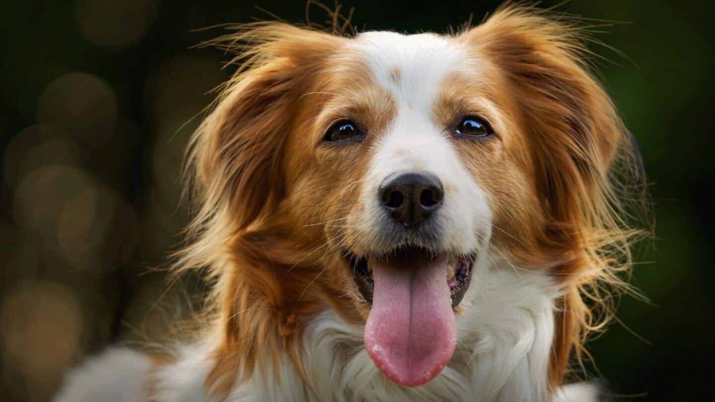 Hungarian study finds dogs split human speech into words
