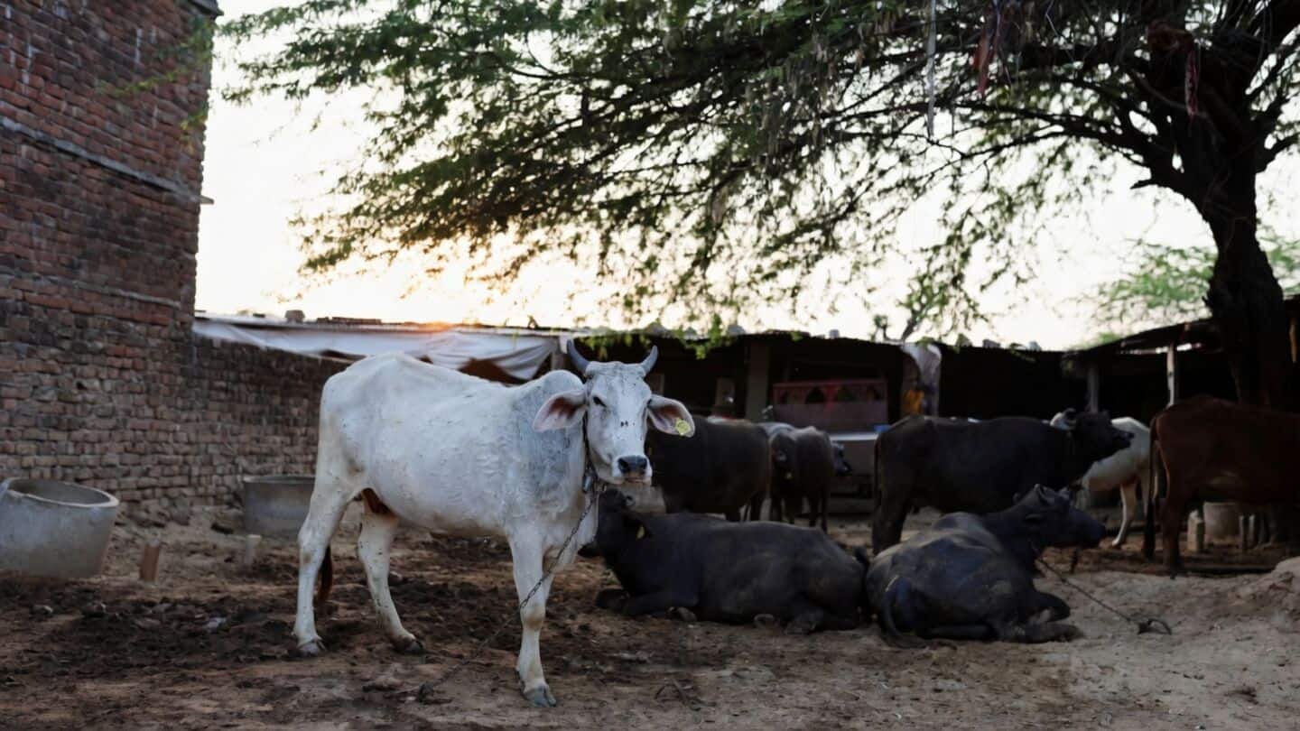 Lumpy skin disease resurfaces in India after 4 years