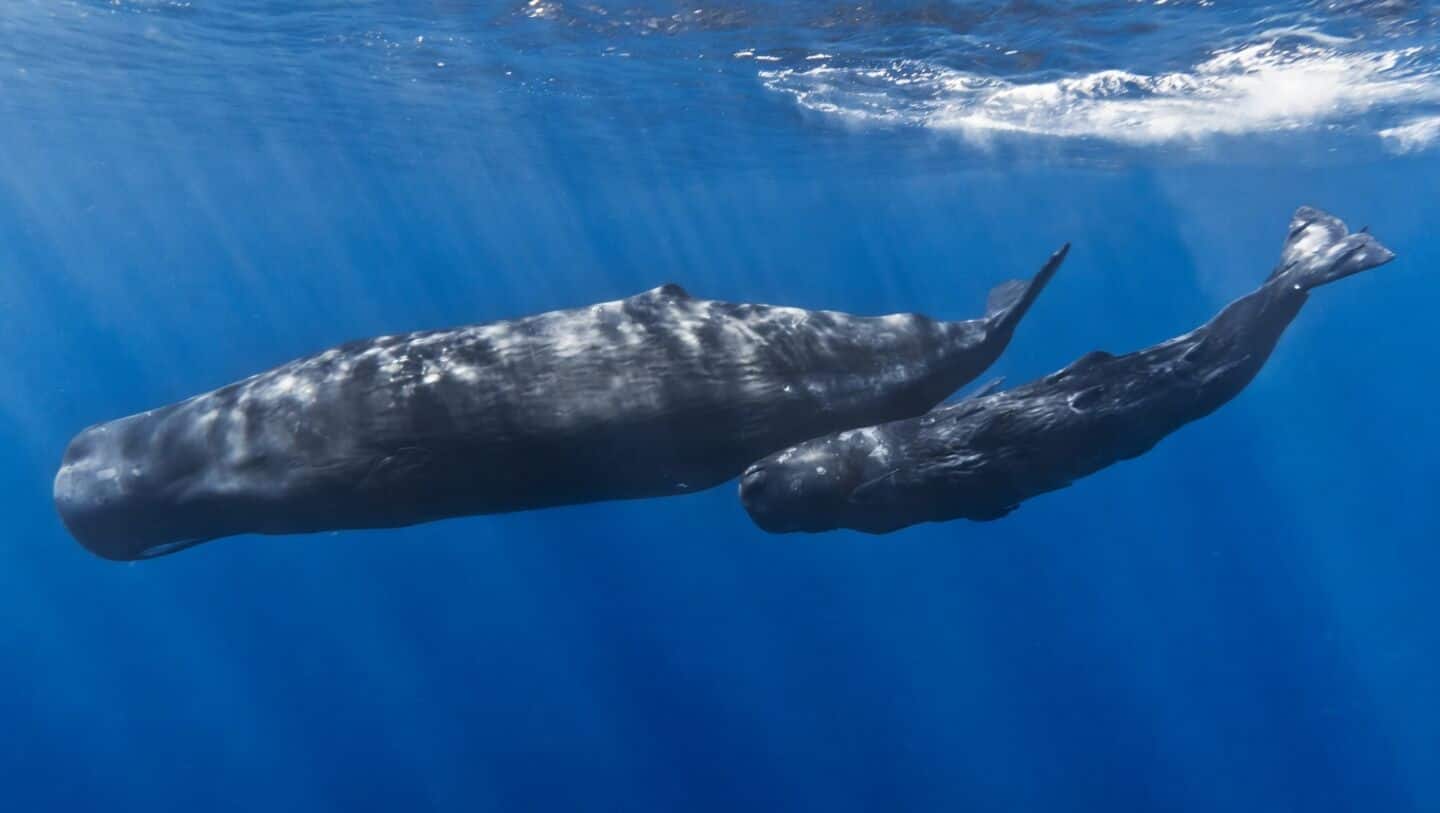 Study finds sperm whale codas share features with human speech