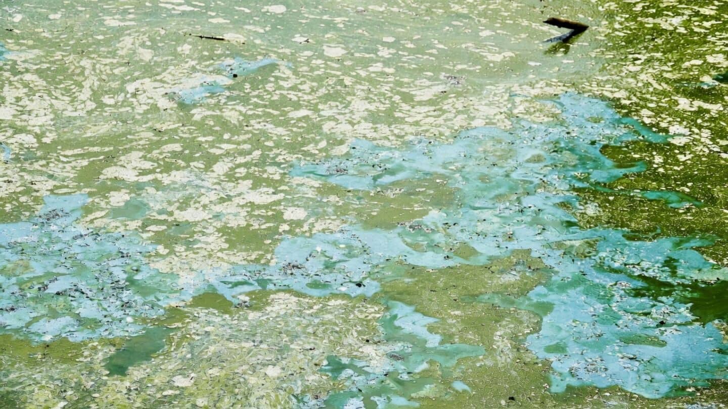 IIT-Guwahati team finds pond algae remove 66% lead from water