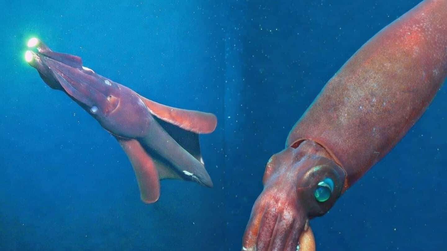 Giant squid eDNA detected off Nyinggulu coast after 25+ years