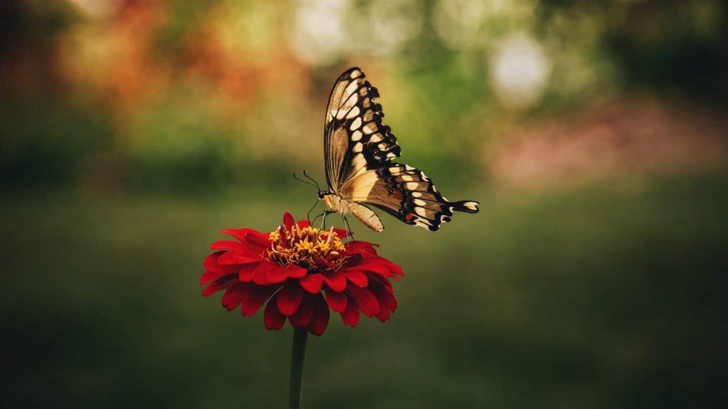 ZSI publishes India's 22-volume catalog listing 13,703 butterflies and moths