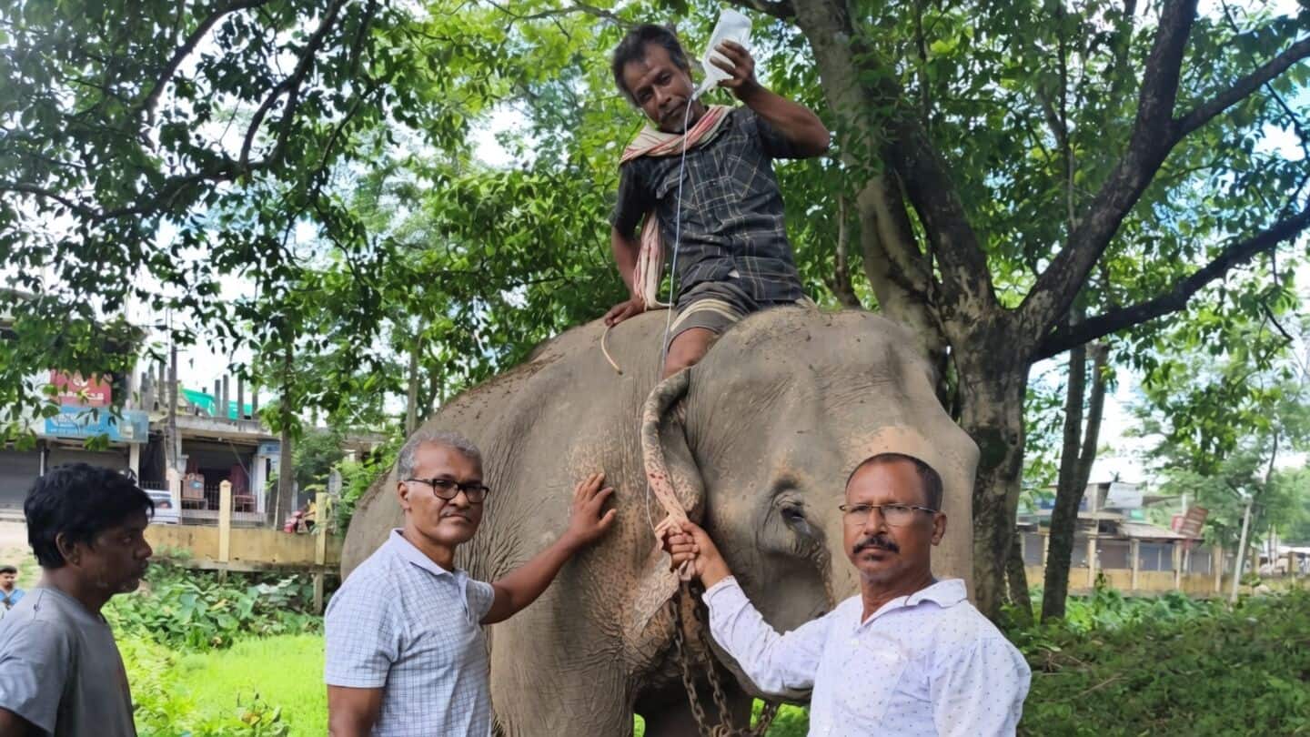 Assam rescues elephant aged 53 from Nagaland floods, minister praises