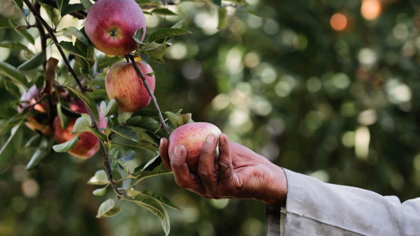Himachal Pradesh apple output projected to drop 30% in 2026