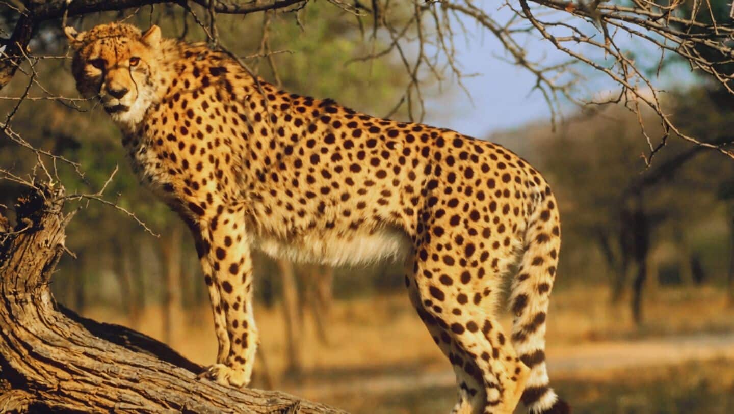 Mohan Yadav releases 2 Botswana cheetahs at Kuno, now 57