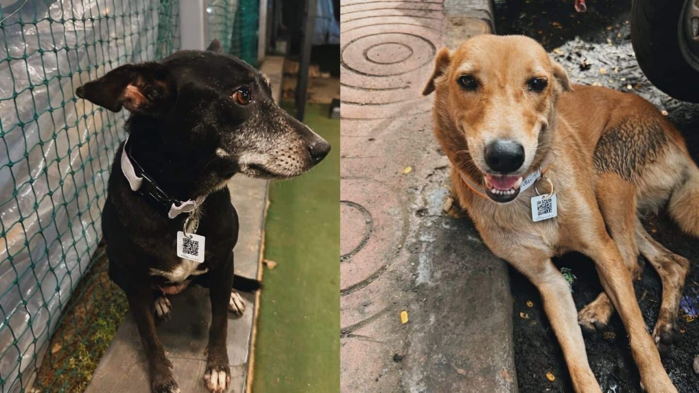 Brihanmumbai Municipal Corporation rolls out QR collars for street dogs
