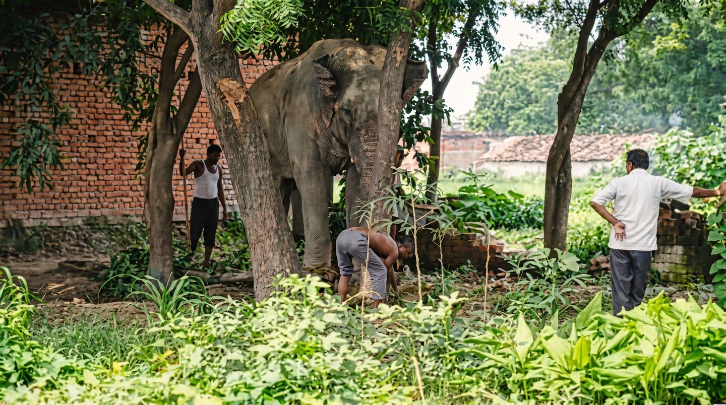 Elephant Vinayak kills handler Ram Vilas at Dudhwa Tiger Reserve