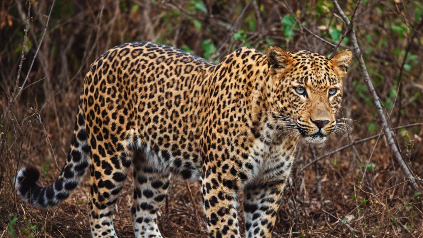 Hyderabad boy, 9, dragged by leopard near Mata Mahakali Temple