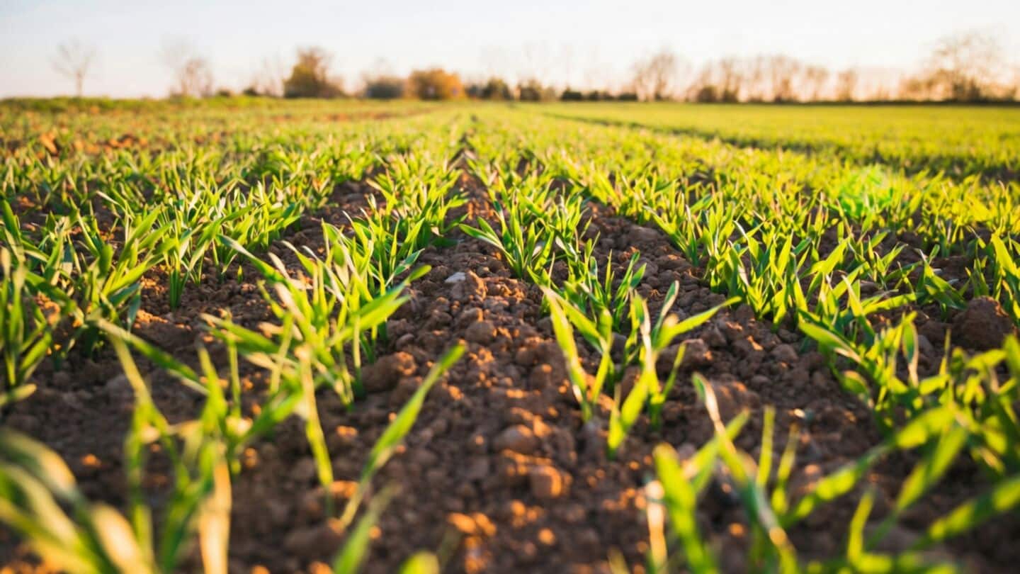 Scientists discover DNA-bound phosphorus in soil microbes could aid farming