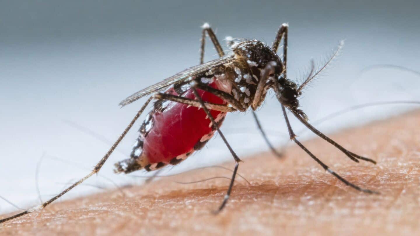 Lucknow on high alert for dengue malaria chikungunya after rains