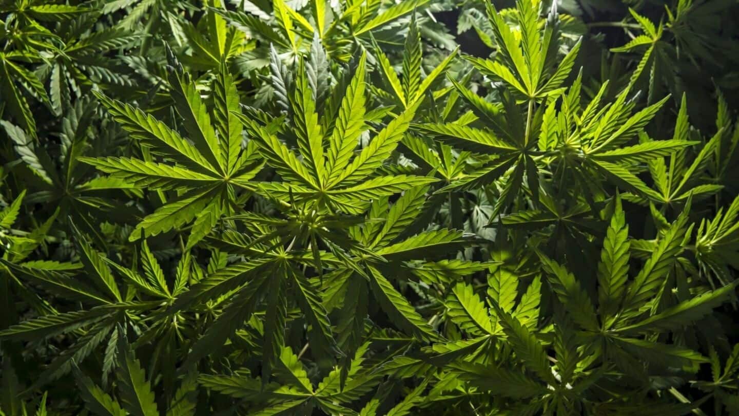 Woman arrested at Mumbai airport carrying ₹11.82cr weed from Bangkok