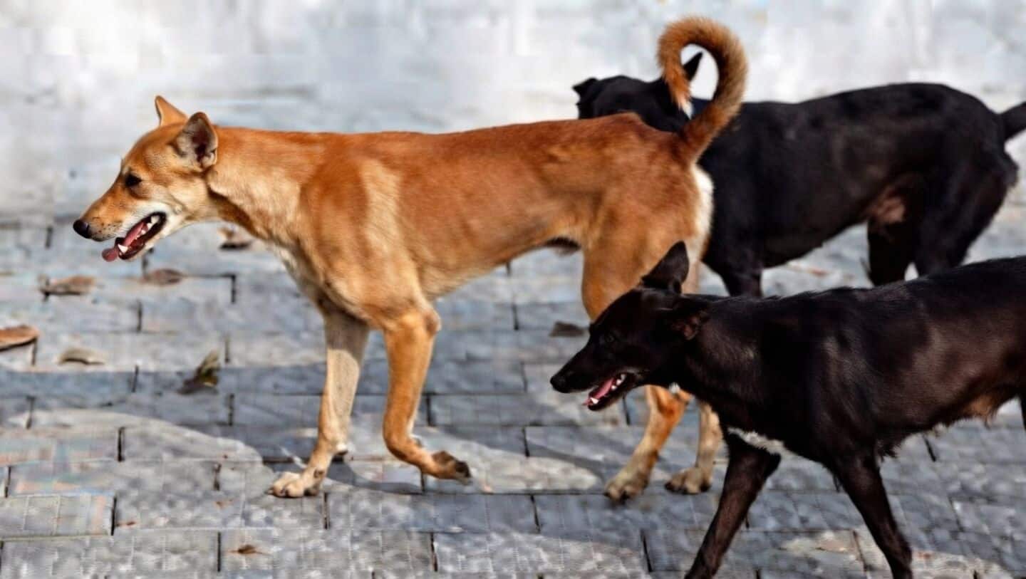 Sopore girl Aiman Adnan Sheikh killed in attack by dogs