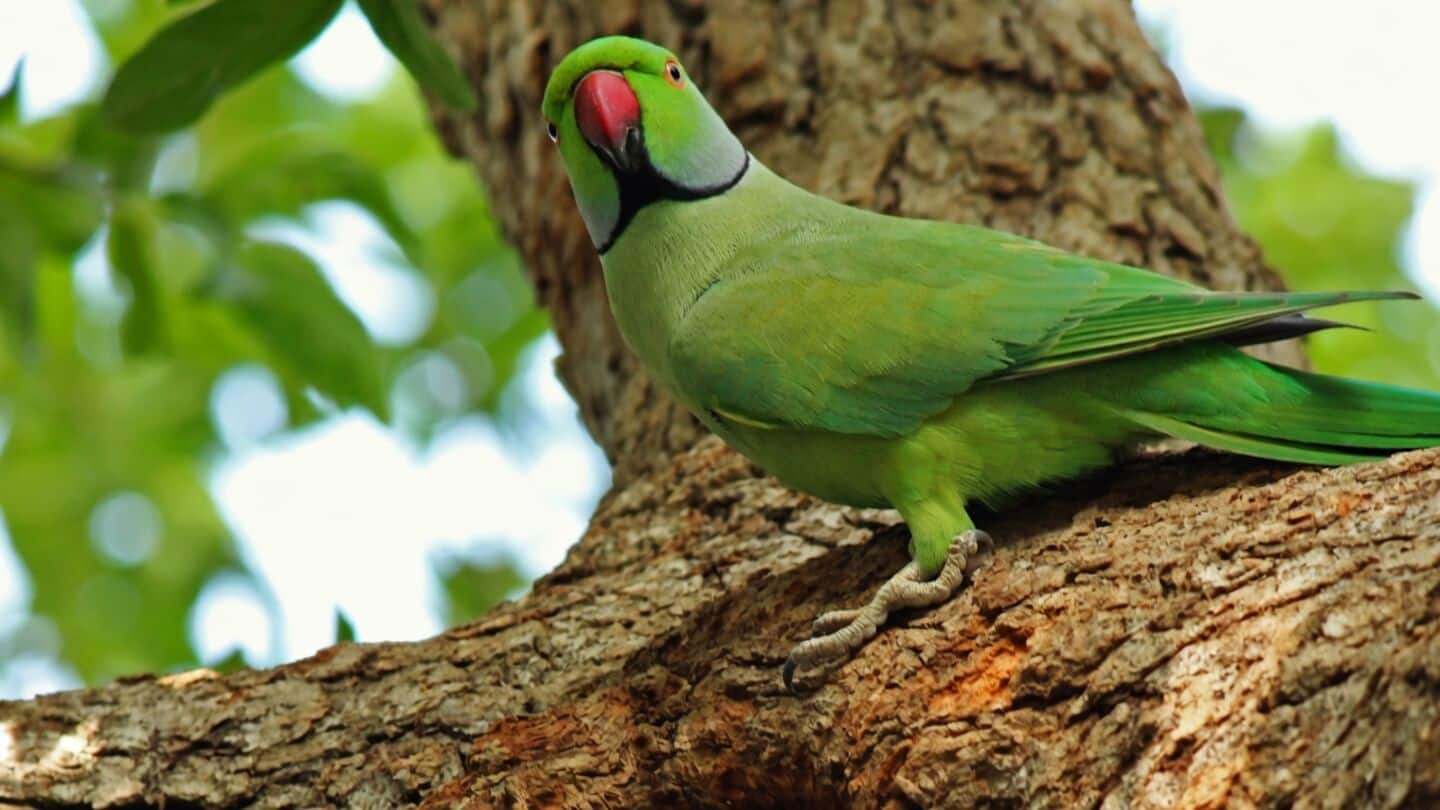 Assam scientists detect parrot bornavirus 4 in India, experts warn
