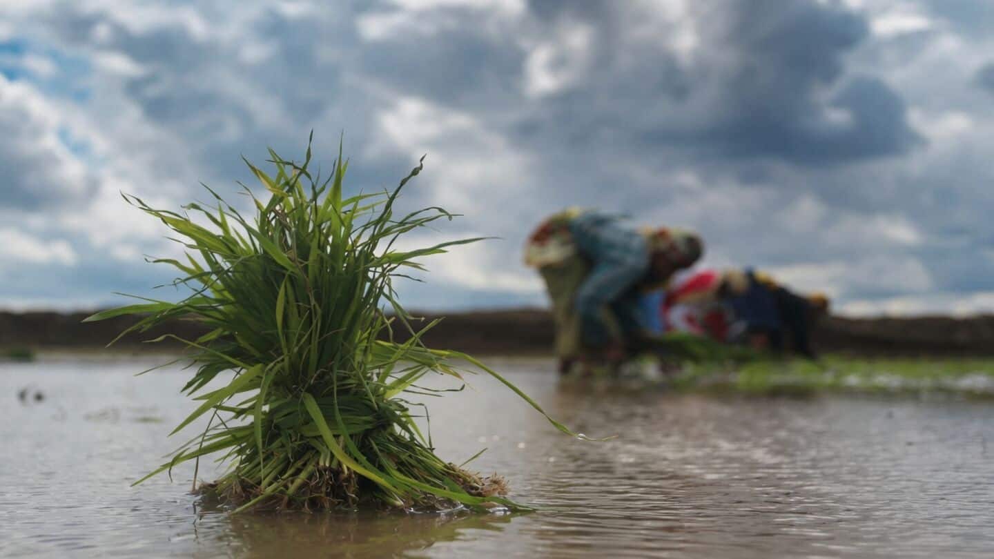 Monsoon delay cuts India's kharif sowing 21% so far