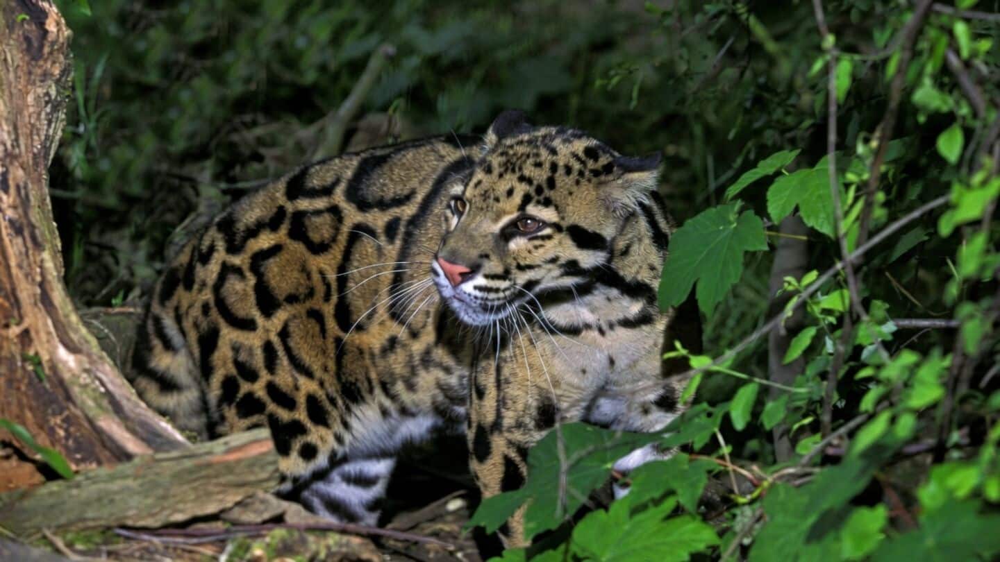 India launches plan to save clouded leopards across northeast landscapes