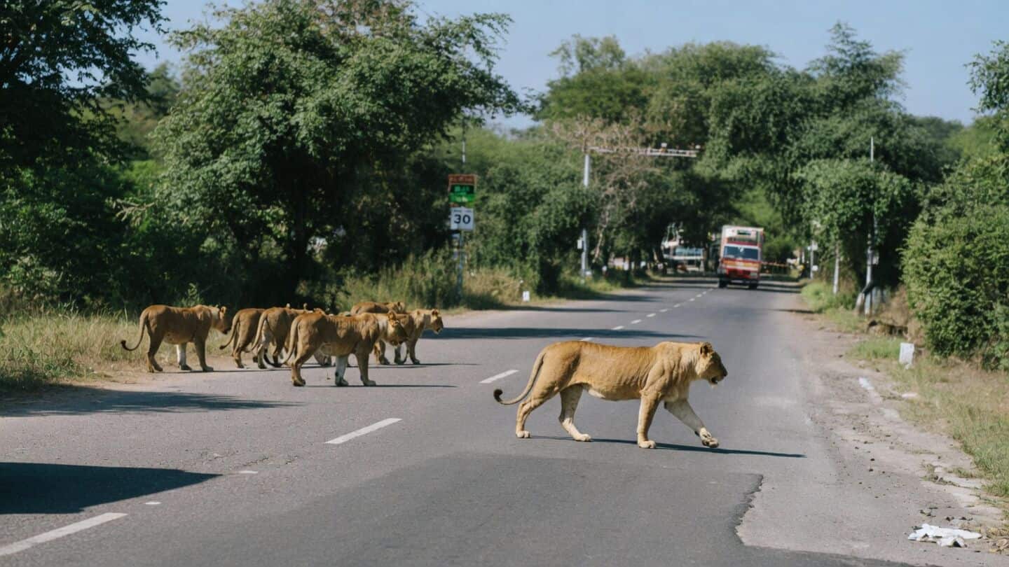 Gujarat's Asiatic lions increase 32% to 891, human clashes rise