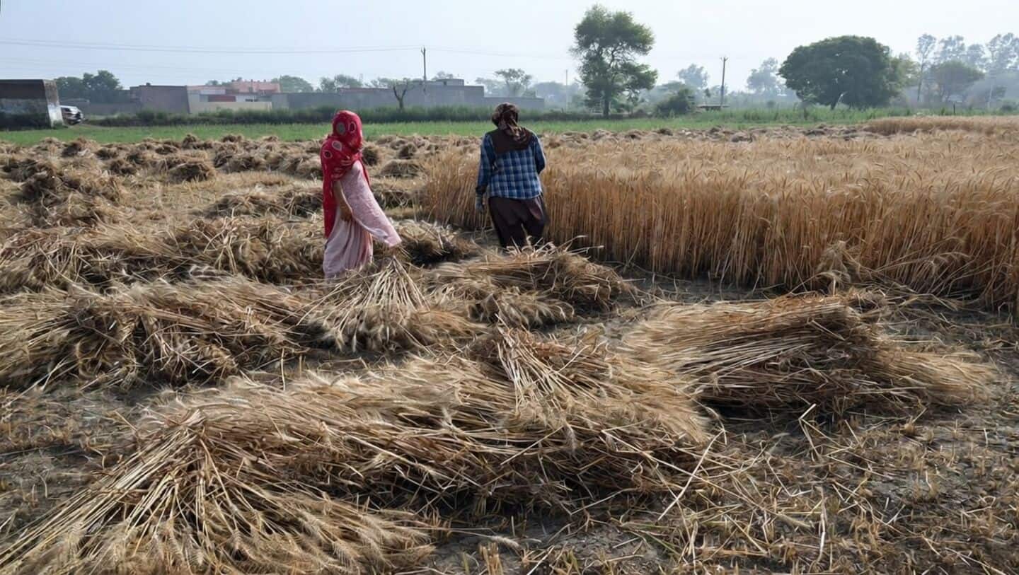 India's wheat production set to fall 10-15% after April rains