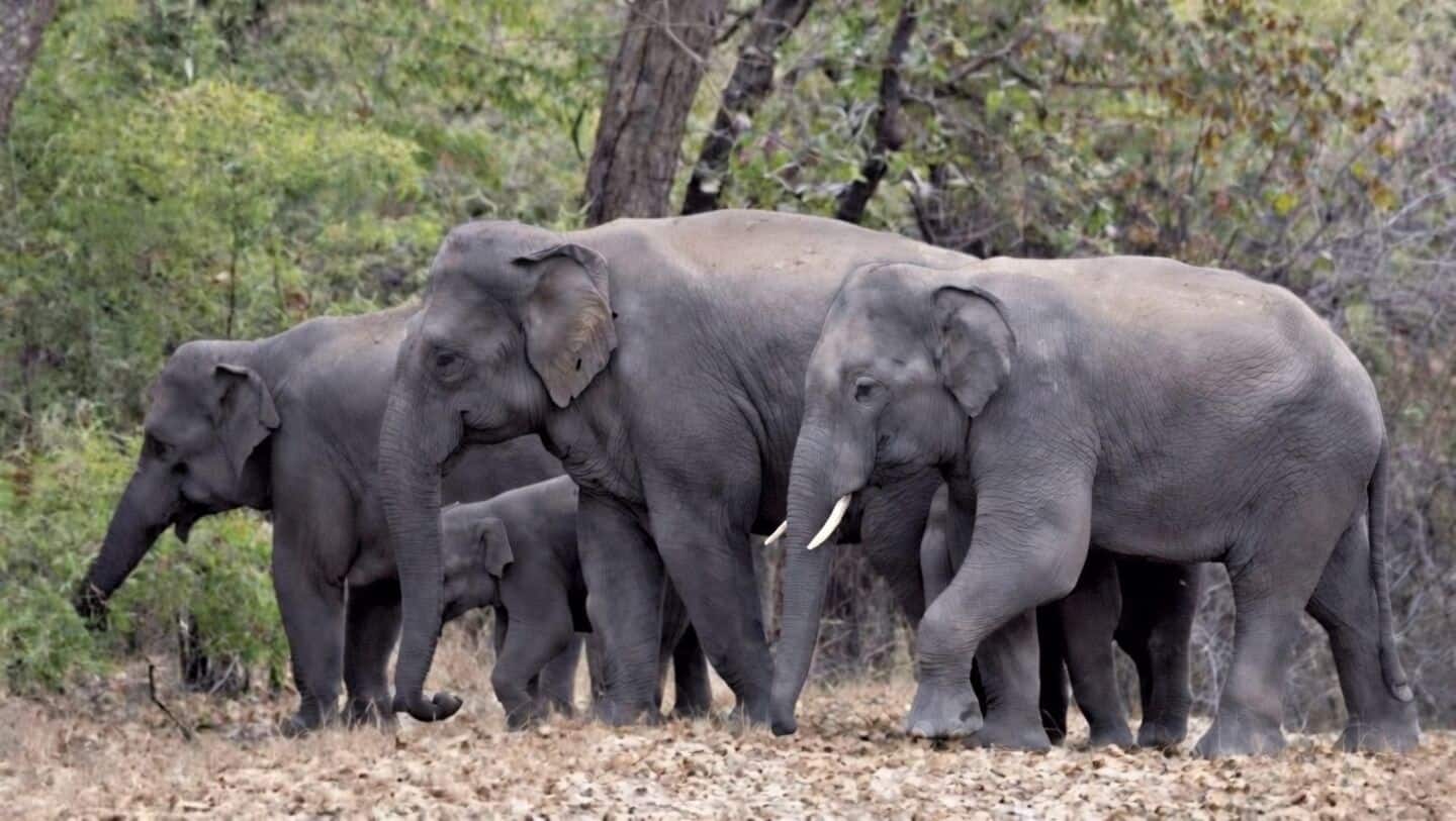 Elephant herd kills 3, injures 1 in Jharkhand's Ramgarh district