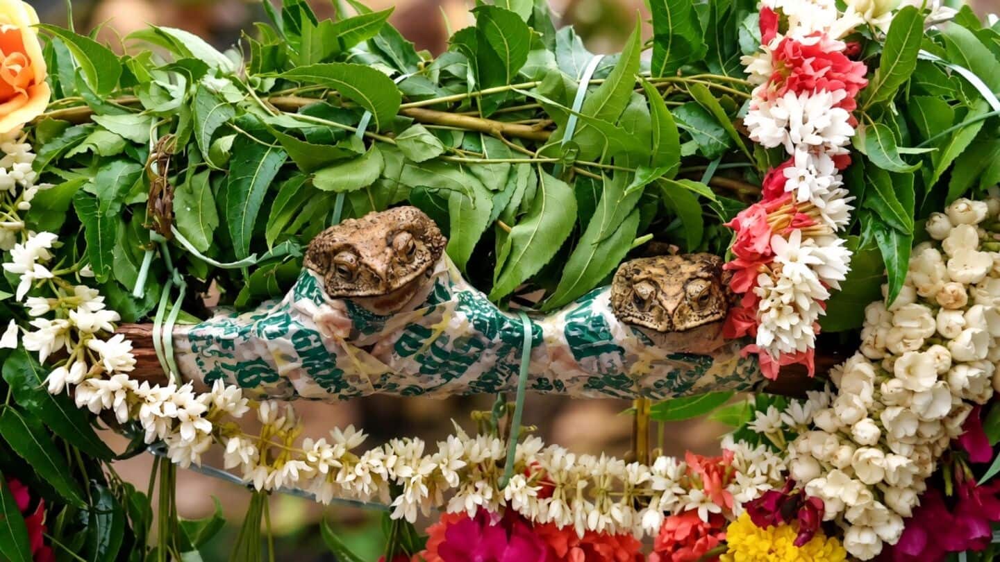 Andhra Pradesh villagers stage frog wedding to invoke Varuna