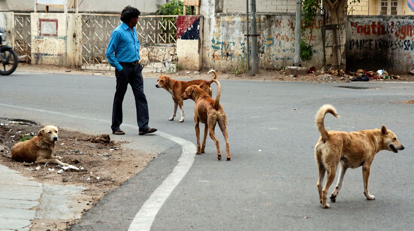 Punjab orders 7-day reports after over 334,000 stray dog bites