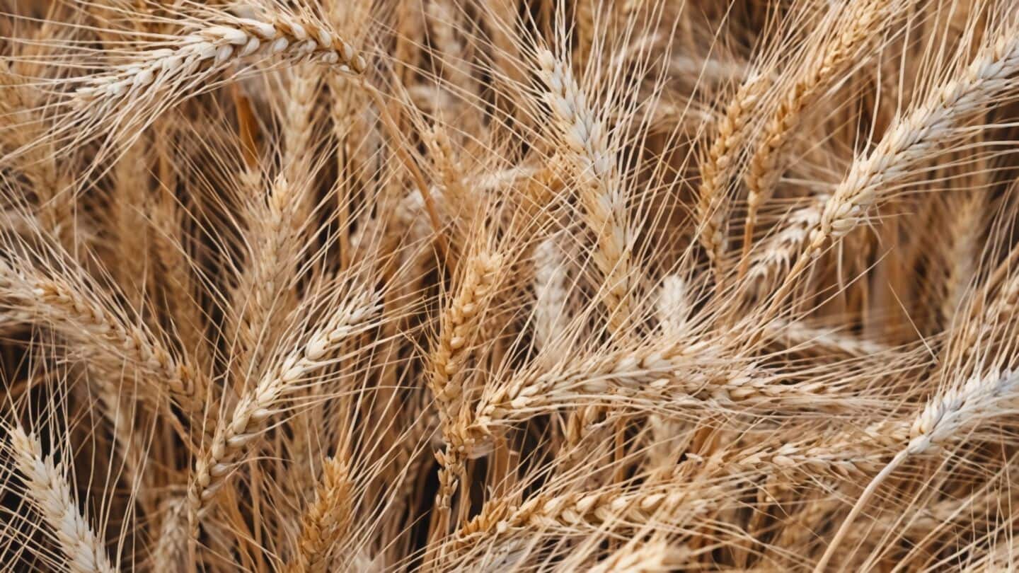 India raises MSP for wheat and 5 rabi crops