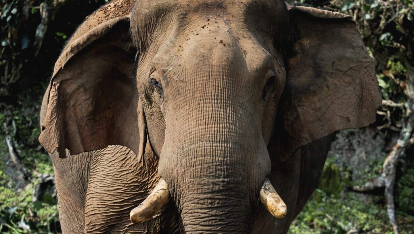 Beloved Nelliampathi Hills elephant Chillikomban dies after canal entrapment