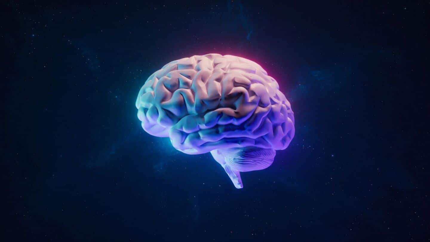 Stanford scientists find brain develops from 2 distinct cell groups