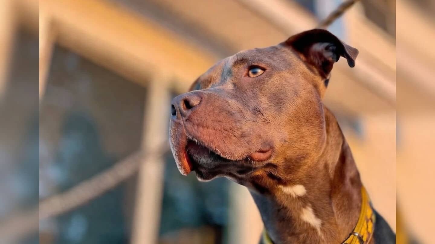 Pit bull bites head constable in Rajasthan during investigation