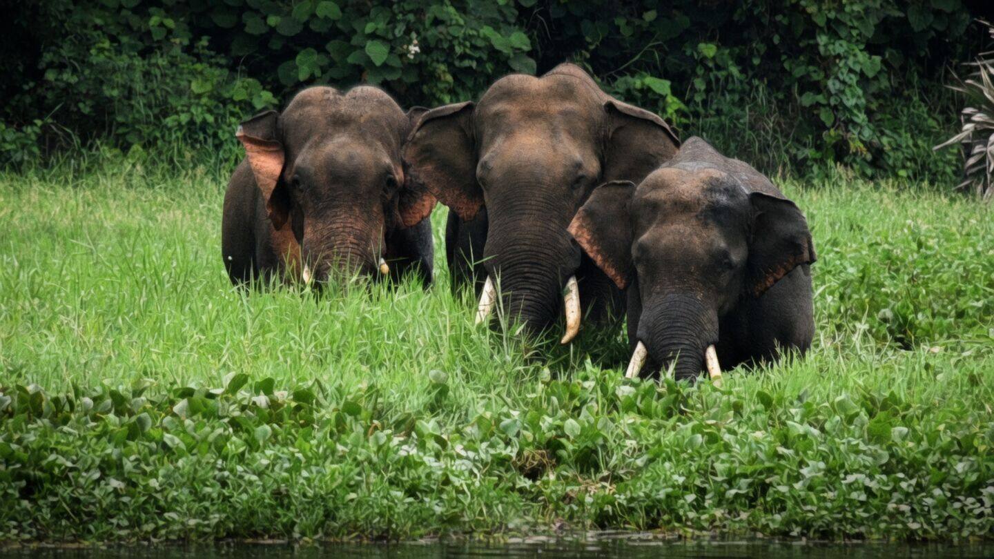SIT confirms 8 elephants died from natural accidents in Pooyamkutty