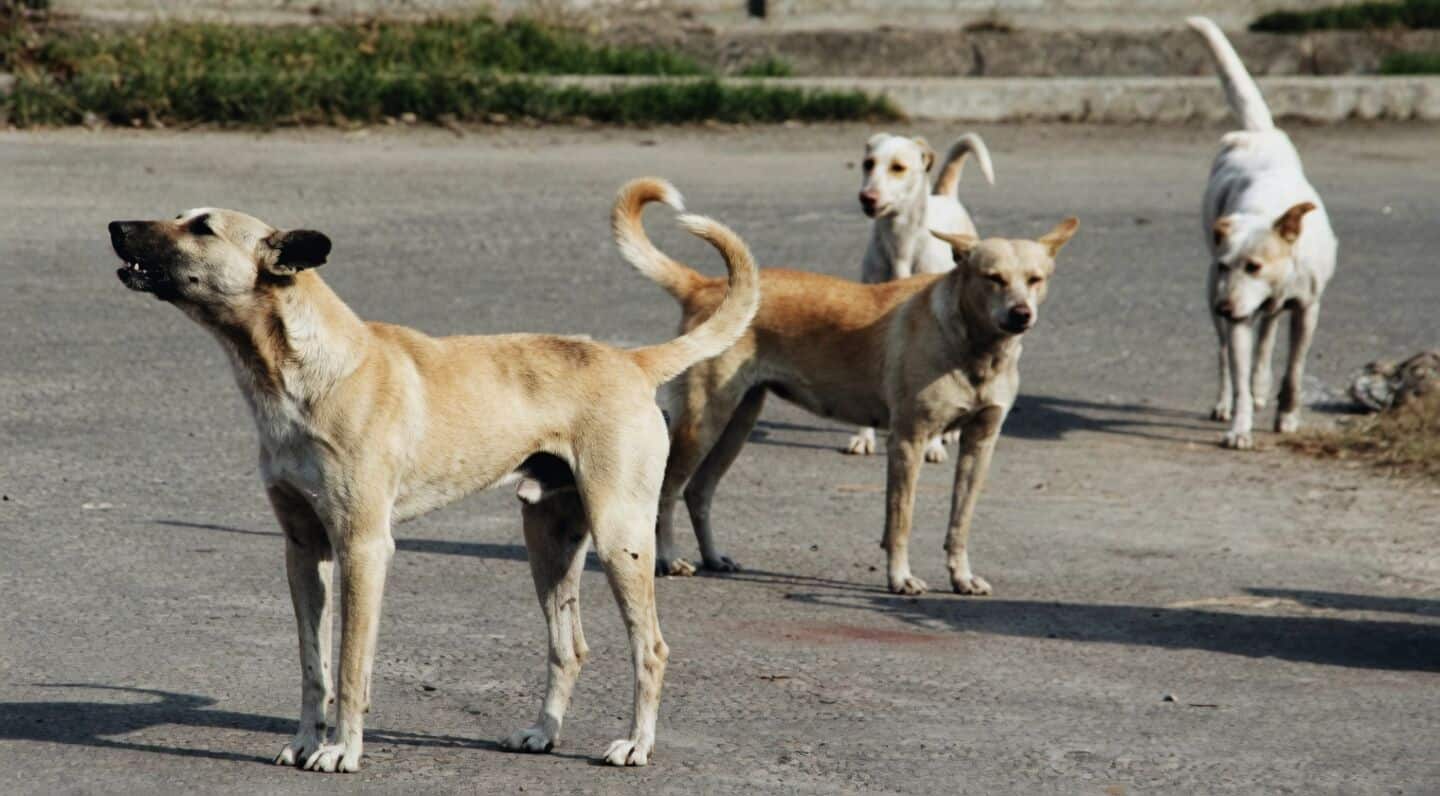 Chandigarh designates nearly 200 spots for feeding stray dogs