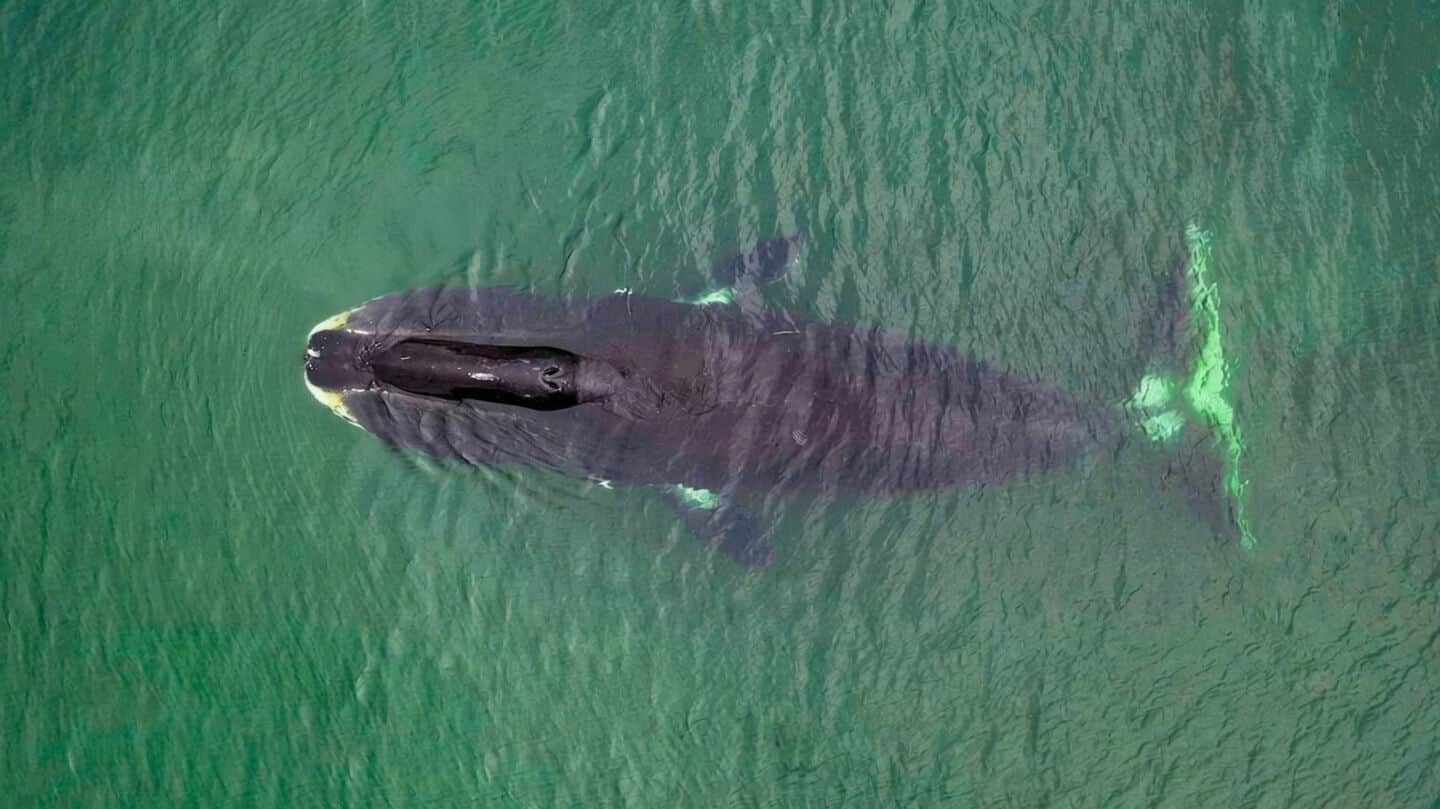 University of Rochester finds CIRBP may explain bowhead whale lifespan