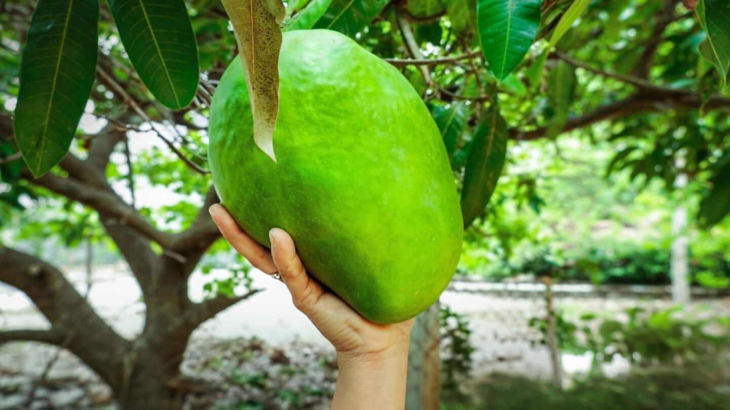 Noorjahan mango 3.3kg sold for ₹3,800 in Katthiwada Madhya Pradesh