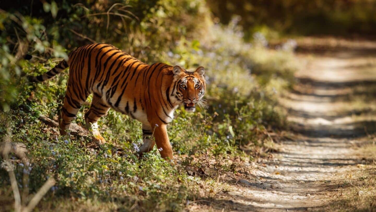 Tiger kills 4 women collecting tendu leaves in Chandrapur, Maharashtra