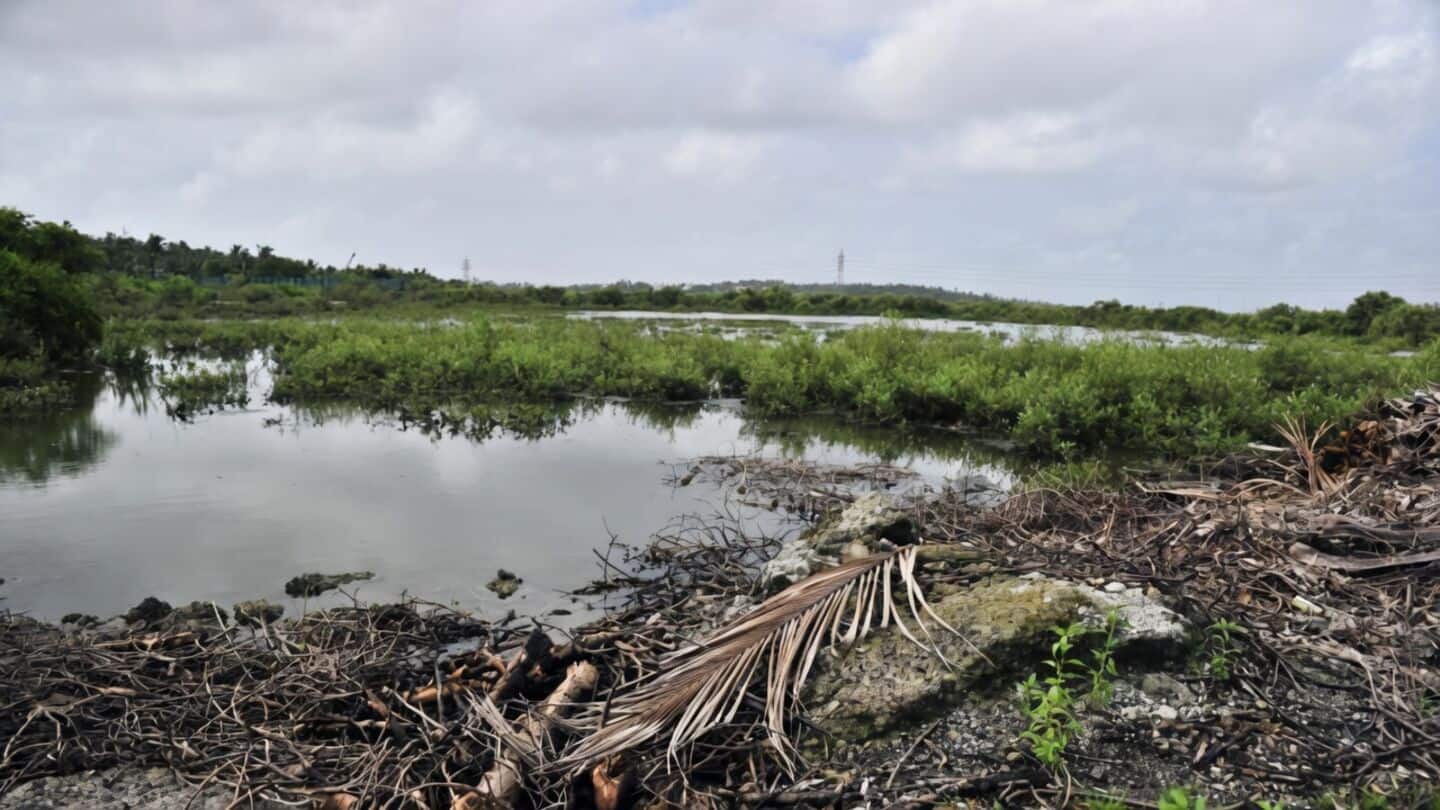 Bombay High Court allows BMC mangrove removal for Versova-Madh bridge