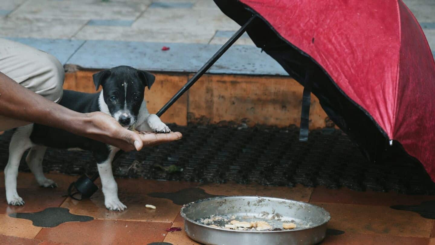 Wagr registers 150,000 pet parents, offers meals and support services