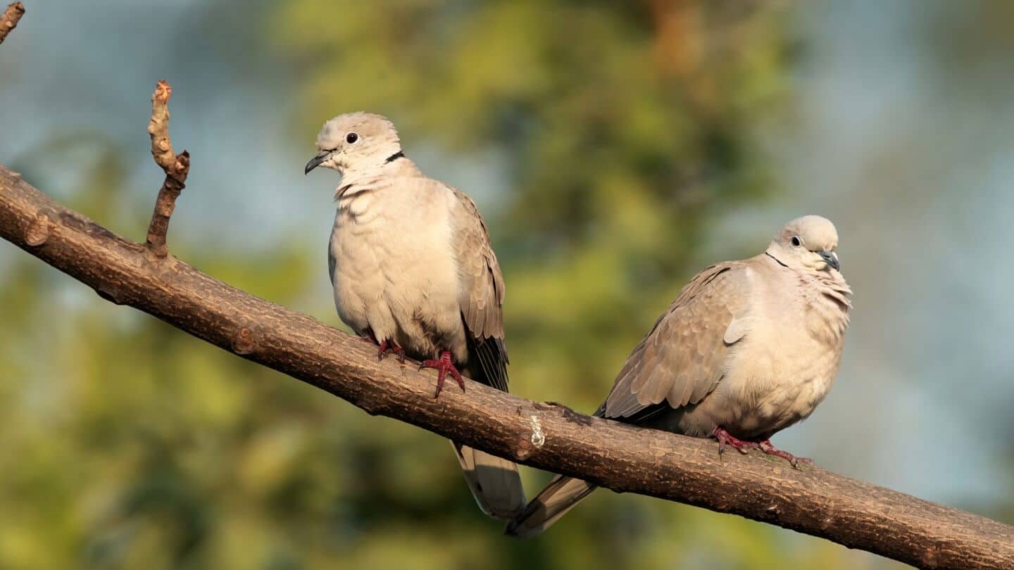AI could decode animal communication using biologgers by 2030