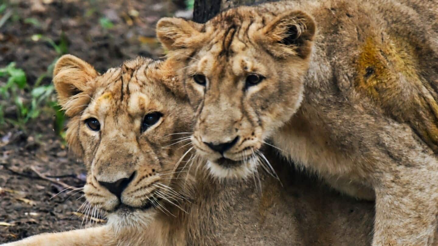 Forest officials rescue 2 lionesses and cub from Gujarat wells