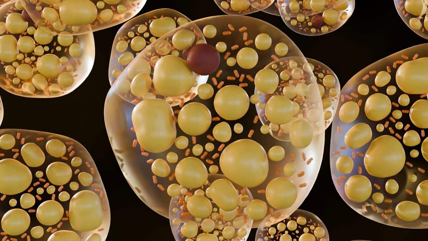 McGill finds TNAP switch controls brown fat heat in mice