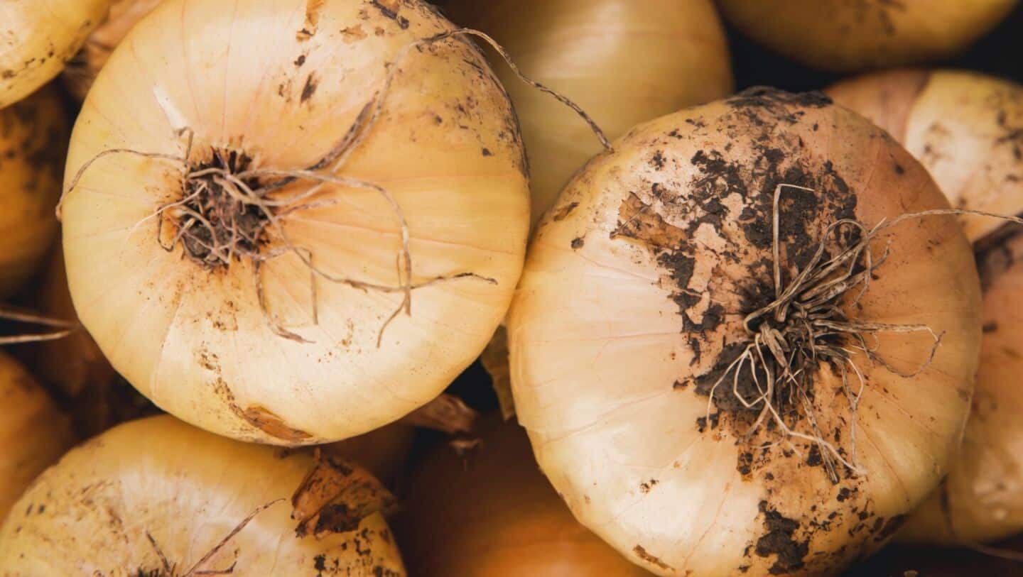 Maharashtra onion farmers including Jitendra Solanke face 50 paise/kg crash