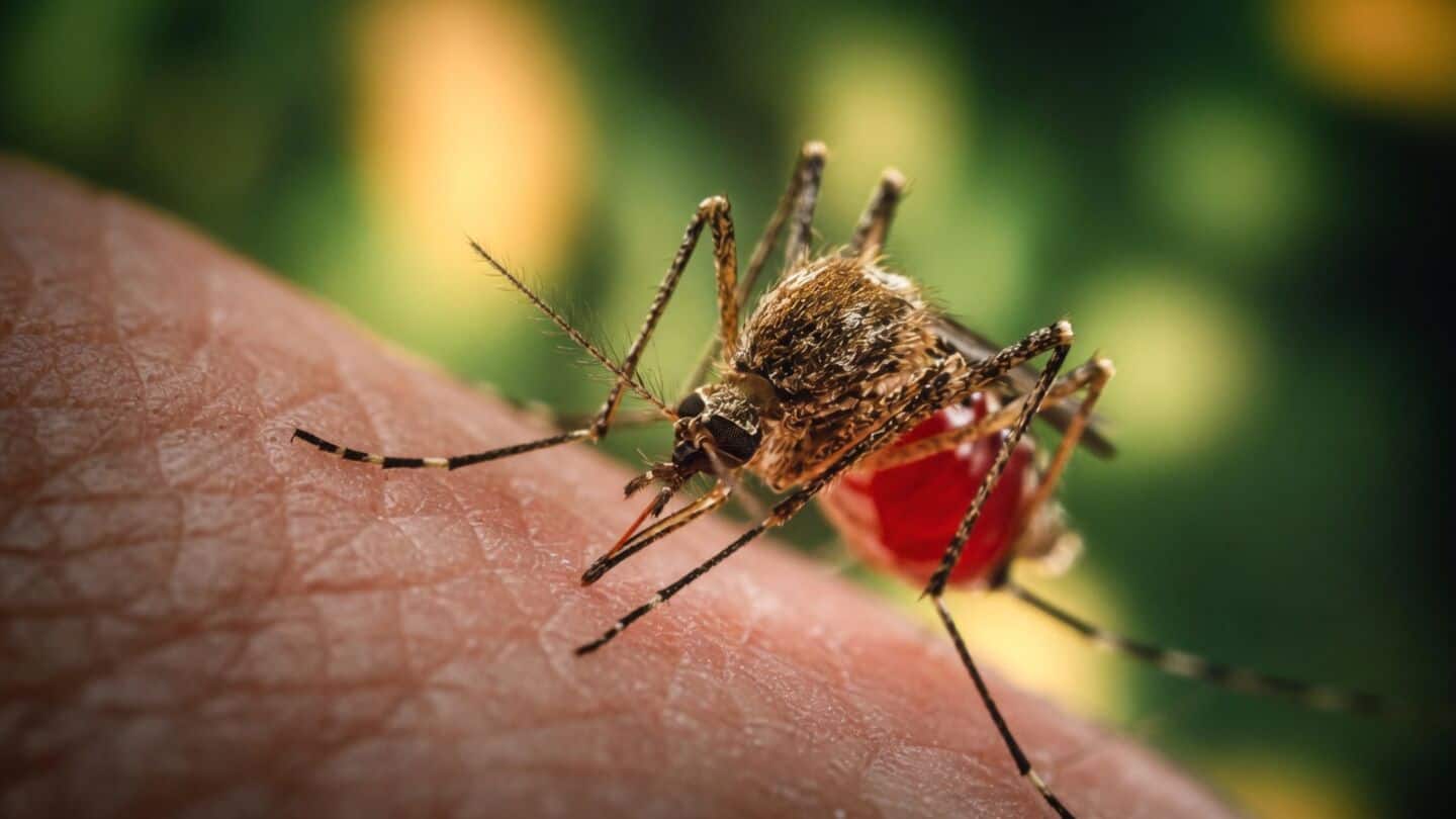 Chennai dengue surge: larvae found in 3,326 homes, 4,029 containers