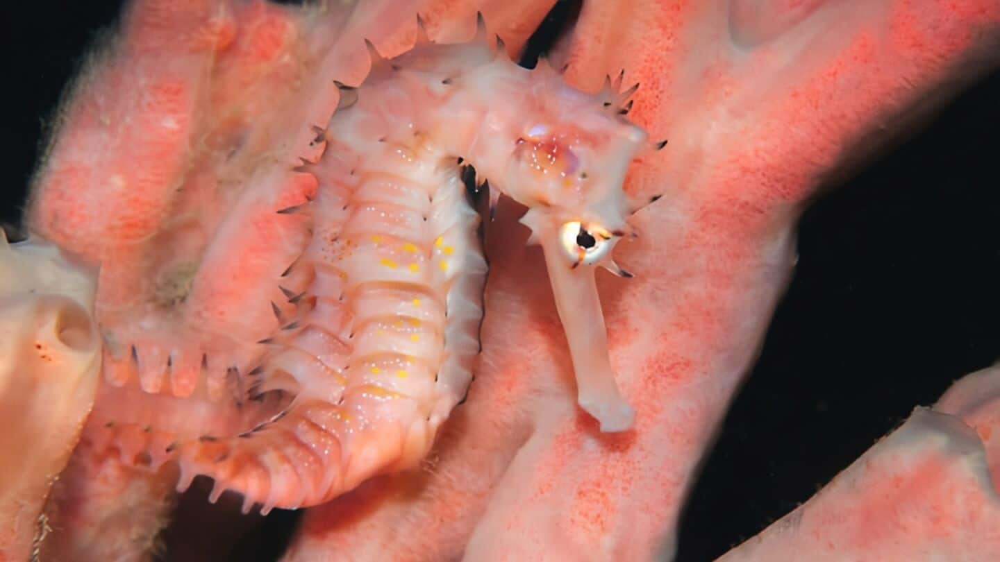 Scientists identify Hippocampus amandavincentae off Kerala coast solving 150-year mystery